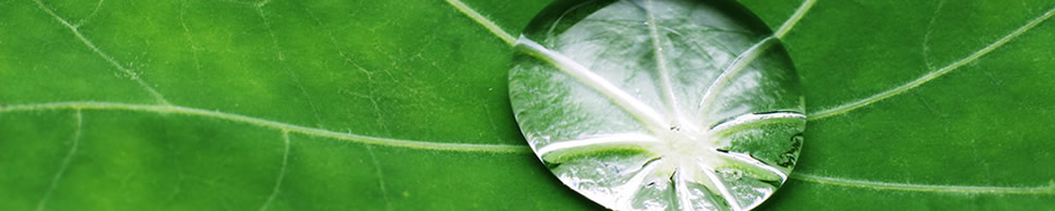 Leaf and water droplet photo, Inkworks, Inc.
